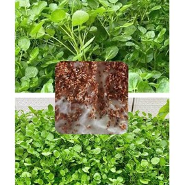 20,000 True Watercress Nasturtium officinale Seeds, Open Pollinated Seeds - Non-GMO Xa lach xoong My Diaspora Big Pack