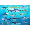 Frankos Caribbean Shark Identification Card 8.5 in by 5.5 in