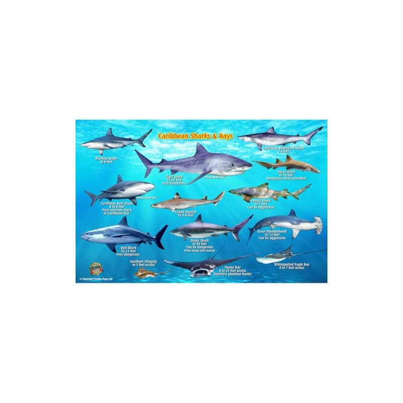 Frankos Caribbean Shark Identification Card 8.5 in by 5.5 in