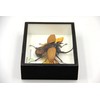 TAXIBUGS Real 5 Horned Beetle/Eupatorus Gracilicornis Flying Form Taxidermy in