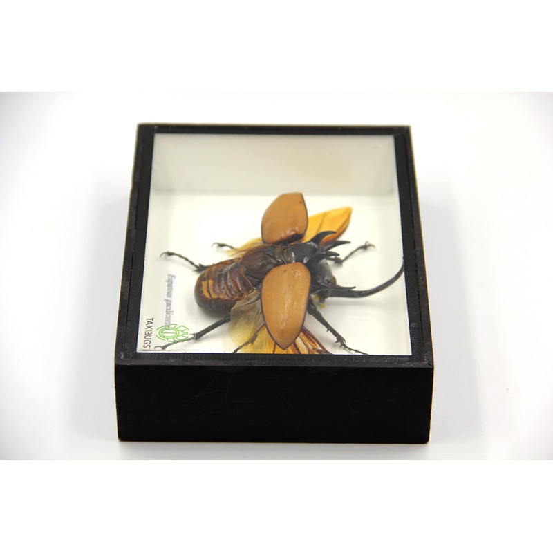 TAXIBUGS Real 5 Horned Beetle/Eupatorus Gracilicornis Flying Form Taxidermy in