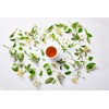 Meßmer Organic Alpine Herbs | 100% Natural Ingredients | 20