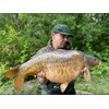Bug Bait - The Bugs Nuts Boilies (Size 18 mm,