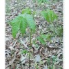 Unbranded 10 Pk, Natural Black Walnut Juglans Nigra *Rescue* 1yr