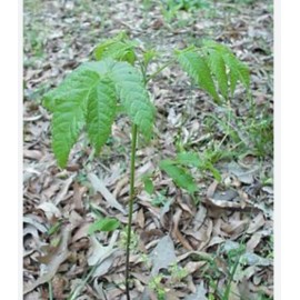 Unbranded 10 Pk, Natural Black Walnut Juglans Nigra *Rescue* 1yr 13"+ BareRoot Live Trees