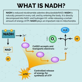NADH 50mg, Hochdosiert Zusammengesetzte Formel mit Coenzyme Q10 für Zelluläre Energie, Antioxidantien-Unterstützung und ATP-Produktion, 180 Kapseln (3er Pack)