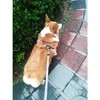 Shorven Arnés de algodón ajustable para perros, sin tirones, arnés