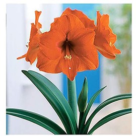 Orange Sovereign Amaryllis | Orange Bare Root Bulb | 28-30 cm | 2-3 Stems | Vibrant Floral Display for Indoor & Outdoor Planting