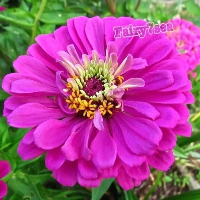 Fairy7Seas Zinnia Seeds - Zinnia Elegans - Dahlia Flowered Purple