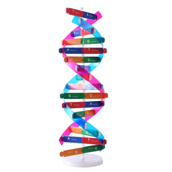 HMANE DNA Models Double Helix Model Components Science Educational Teaching