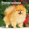 Pomeranians | 2023 7 x 14 Inch Monthly Mini Wall