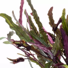 Canton Aquatics Dragon’s Tongue (Flame) – Hemigraphis Repanda - Potted