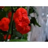 Dragons Breath Pepper Seeds