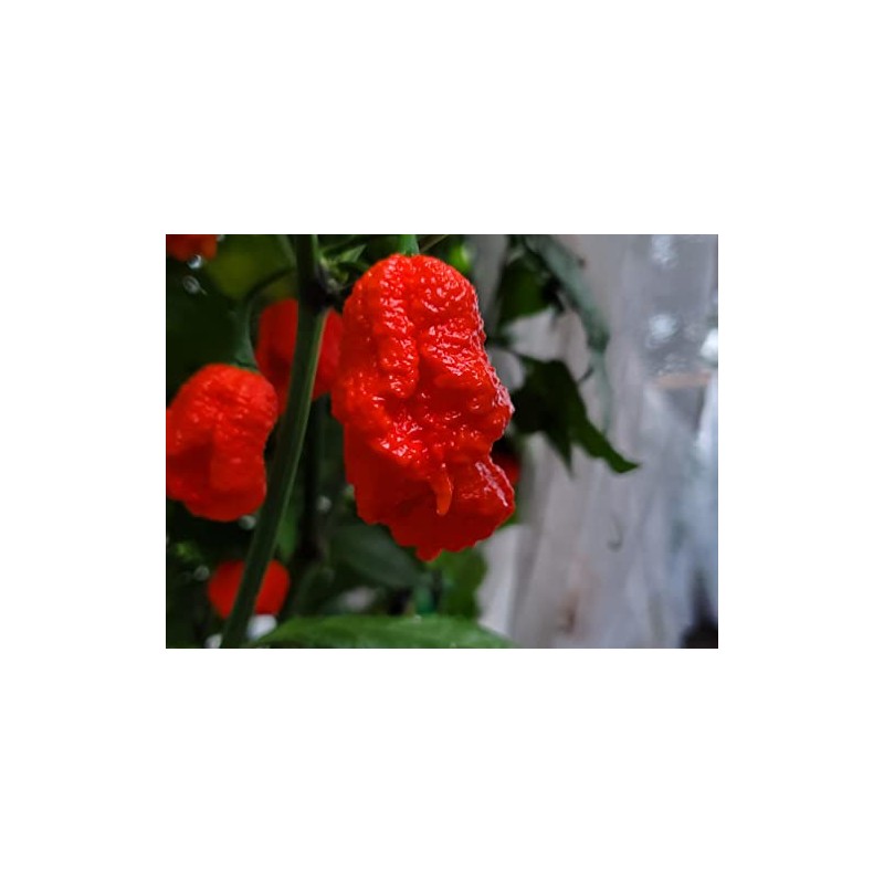 Dragons Breath Pepper Seeds