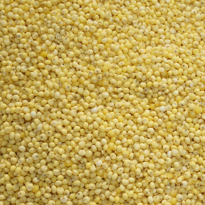 Uruchiawa Foxtail Millet Bengal Grass Grain Rice, Millet, Rice, Wulchi,