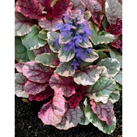 Classy Groundcovers, Ajuga reptans 'Burgundy Glow' (Flat of 18 Pots, 3 1/4 inch Square)