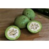 HEALTH RELIC Black Walnut Extract 4 oz Organic Juglans nigra