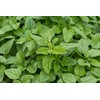 Health Embassy Lemon Balm Leaf (Melissa officinalis L), (100g)