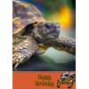 Tortoise Birthday Card