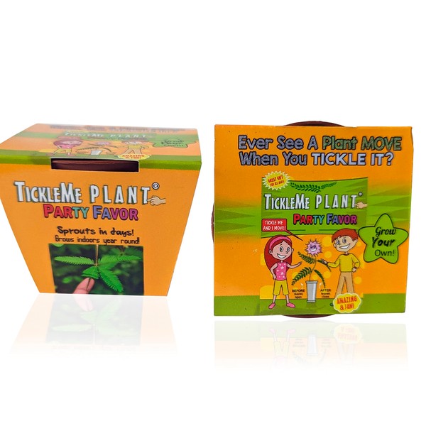 TickleMe Plant Birthday Party Favors (Pack of 2) (Leaves Fold When You Tickle It) Minutes Later The Leaves Re-Open. Great Science Fun, Green and Educational. Grow Indoors. It Even Flowers.