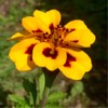 300 Naughty Marietta French Marigold Seeds 1+ Grams of Seeds
