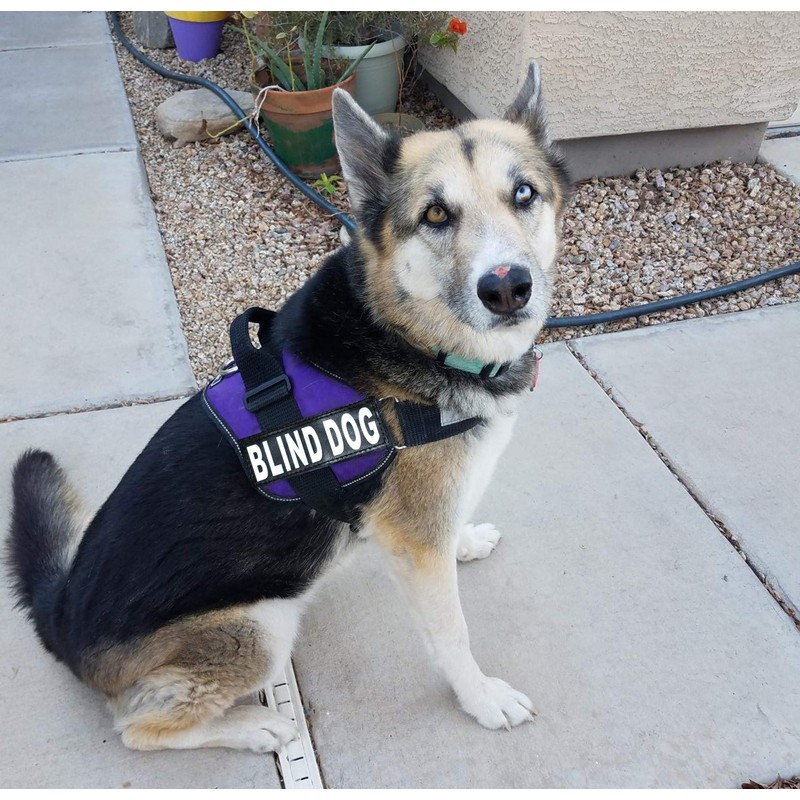 Doggie Stylz Blind Dog Harness No Pull No Escape Dog