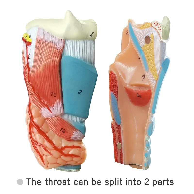 EVOTECH Human Respiratory System Model