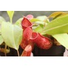 Savage Gardeners Nepenthes 'St Gaya' Pitcher Plant - LIVE Carnivorous