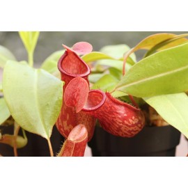 Savage Gardeners Nepenthes 'St Gaya' Pitcher Plant - LIVE Carnivorous - Small Beginner Friendly - bare root