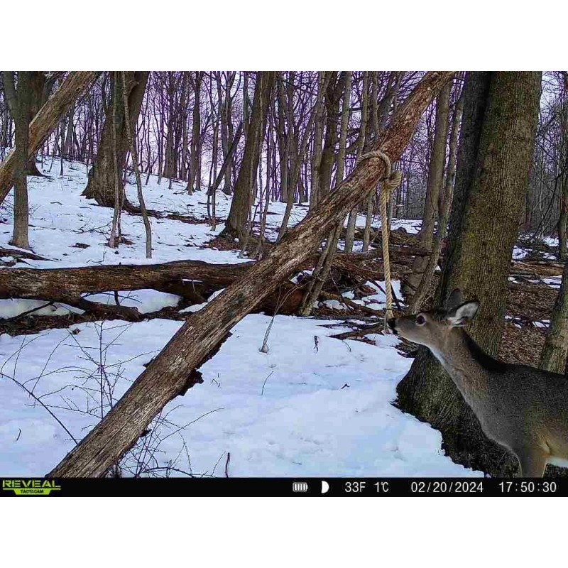 Sistema de cuerda de ciervo preorbital