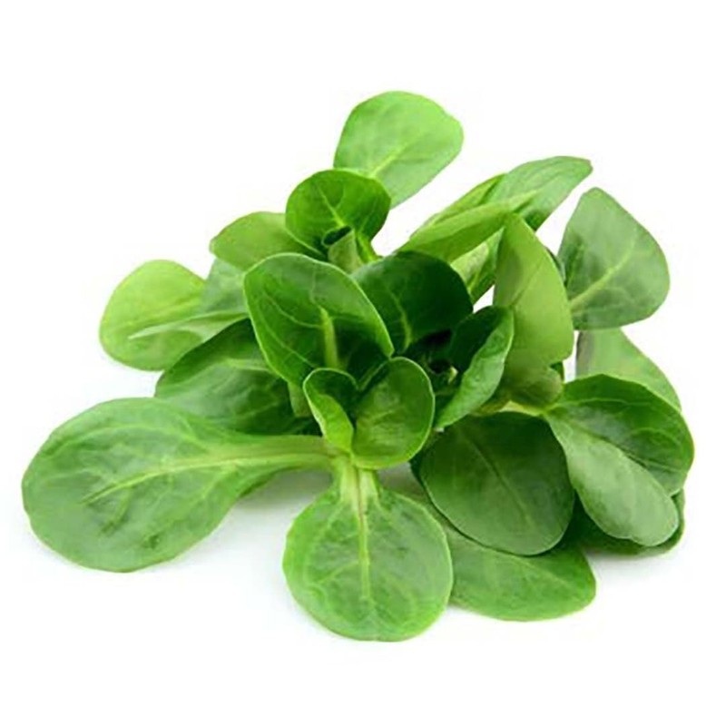 Mache - Large Leaves Variety and Best for Overwintering in