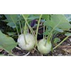 Seeds Kohlrabi (Cabbage German Turnip) Giant Biennial Vegetable for Planting