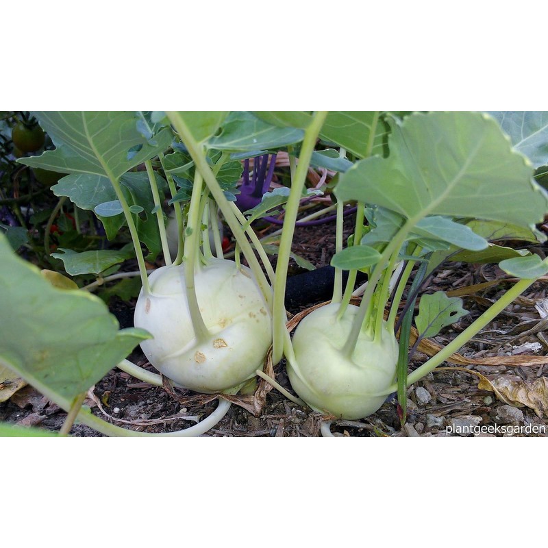 Seeds Kohlrabi (Cabbage German Turnip) Giant Biennial Vegetable for Planting