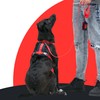Pet Poop Bag Dispenser – Convenient Leash Attachment | Lightweight