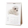 [ArtlistCollectionTHE DOG] Desktop Calendar ≪Maltese≫ 2025-7.1" x 5.1"
