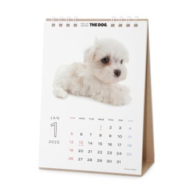 [ArtlistCollectionTHE DOG] Desktop Calendar ≪Maltese≫ 2025-7.1" x 5.1"