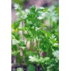 Southeast Seeds Cilantro Seeds (Split), Leisure Coriander, Oriental & Mexican