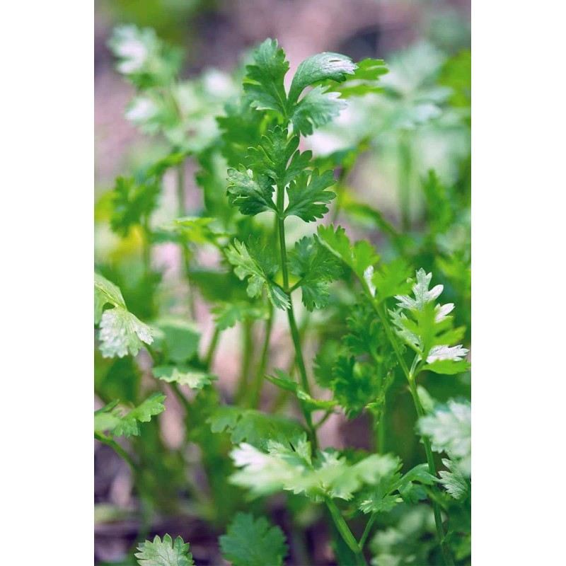 Southeast Seeds Cilantro Seeds (Split), Leisure Coriander, Oriental & Mexican
