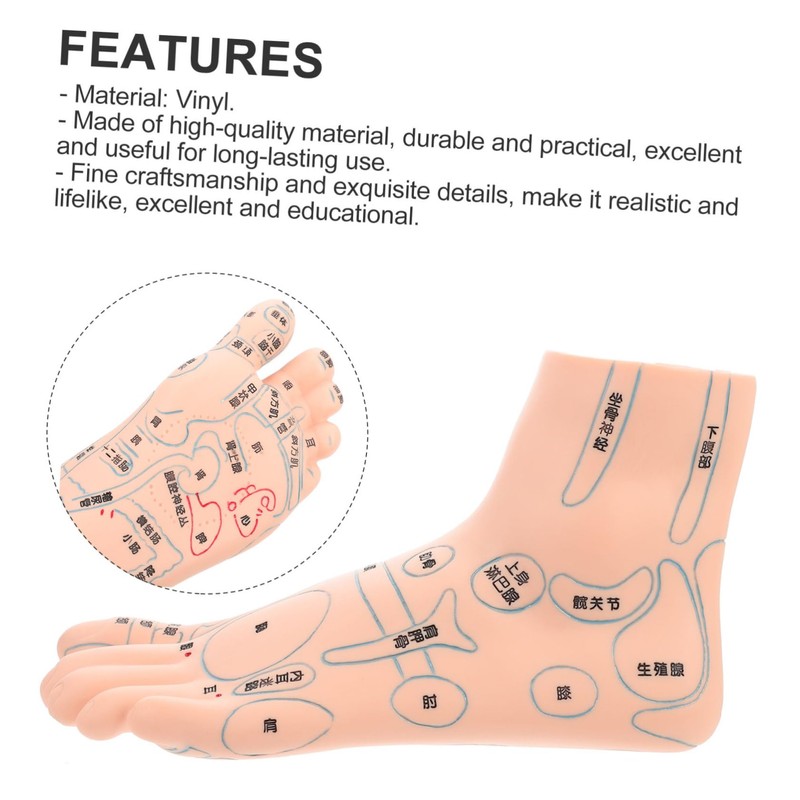 ORFOFE 19CM Foot Massage Acupoint Model Reflexology Teaching Tool Foot