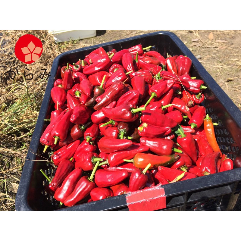 (Commercial Use) Karami Kyushu Pepper (Thread Cutter) 3.5 oz (100