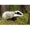 Teddy Hermann 90815 Badger 11,8"/30 cm, Soft Toy, Plush Toy