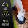 GastroMend® Horse Ulcer & Gut Health Supplement – 100% Natural