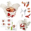 Benilev Female Pelvis Model with Pelvic Floor Muscles Perineal Model Female Anatomy M...