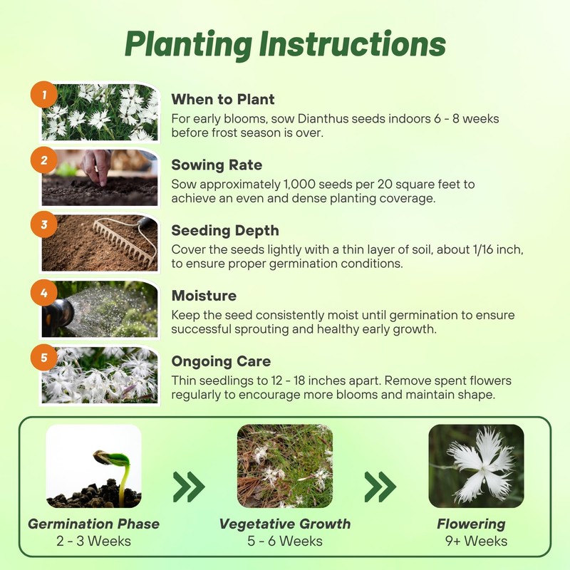 Outsidepride Arenarius White Dianthus Seeds for Planting - 2000 Pcs