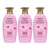Organist Cherry Blossom Moisture Care Shampoo 500ml 3pcs / 오가니스트