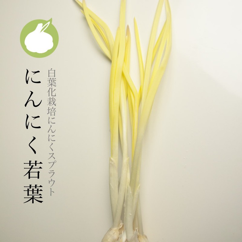 Garlic supurautopauda- Grass Dietary Supplement Garlic about 30 Days Minutes 60 Grain