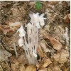 100% Pure REIKI INFUSED GHOST/INDIAN PIPE TINCTURE