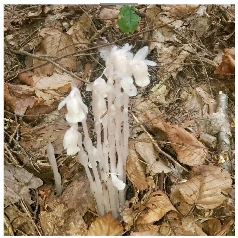 100% Pure REIKI INFUSED GHOST/INDIAN PIPE TINCTURE