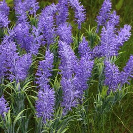 Airmoon Provence Lavender Faux Flowers 10 Bundles Realistic UV Resistant Faux Plants for Outdoor Planters, Window Box, Garden Decor, Purple Artificial Blooms