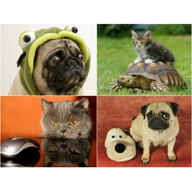 Edition Colibri FUNNY ANIMALS #3: Set of 20 postcards (size 4" x 6") with funny, cheeky and funny animals for collectors and postcrossing